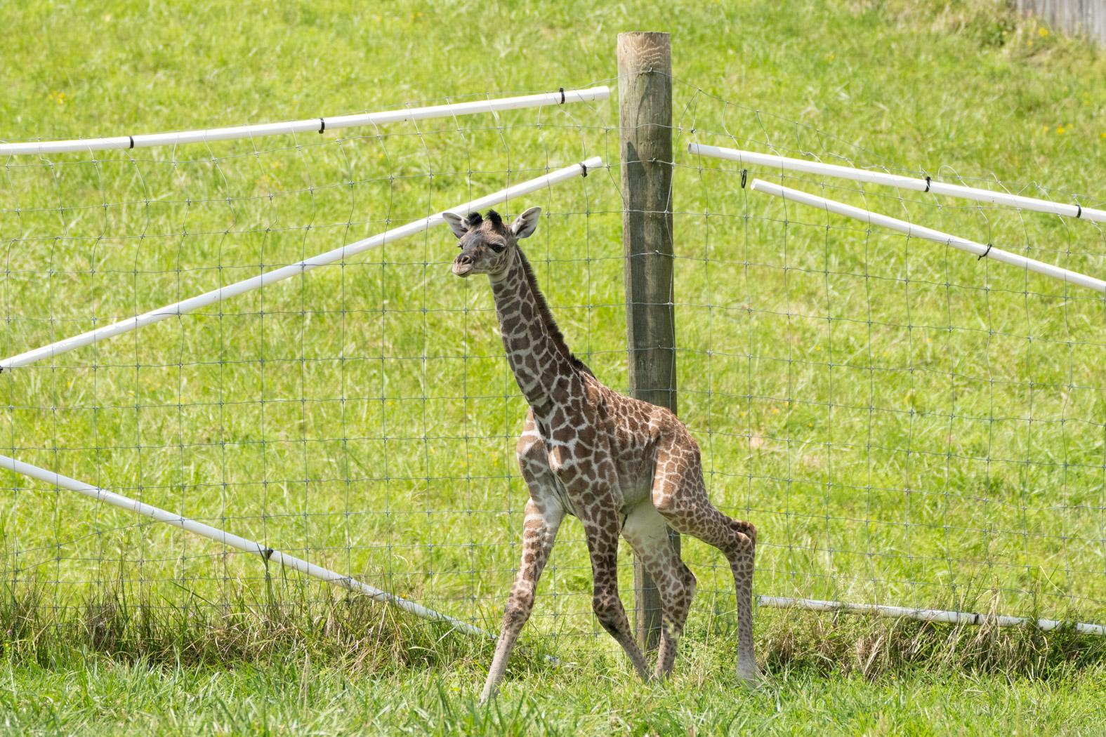 The Wilds Celebrates Birth of Endangered Giraffe | Columbus Zoo